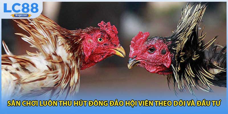 Sân chơi luôn thu hút đông đảo hội viên theo dõi và đầu tư